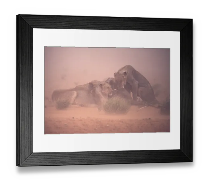 Framed Print : African Lion Niche Lion Niche lions (Panthera leo) Framed Print : African Lion Niche Lion Niche lions (Panthera leo)