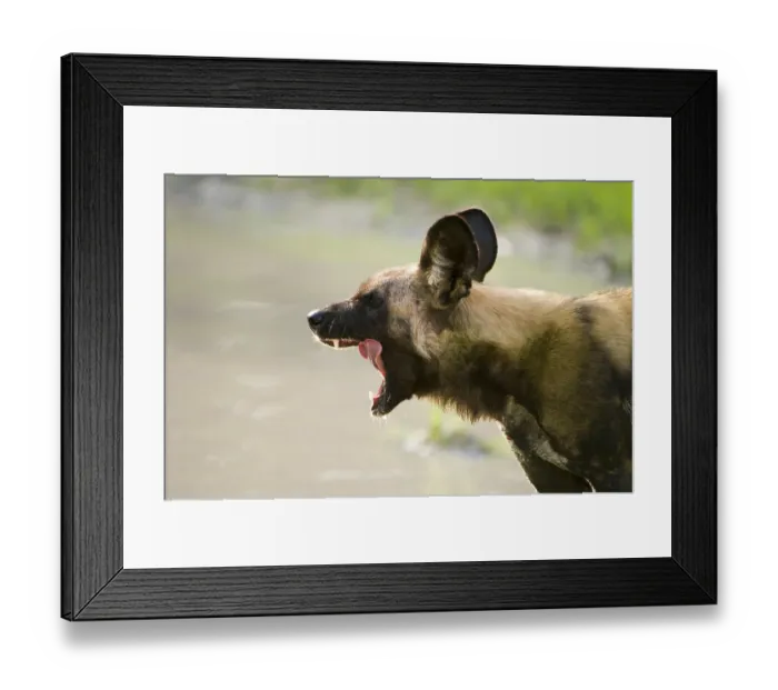 Framed Print : African wild dog (Lycaon pictus)