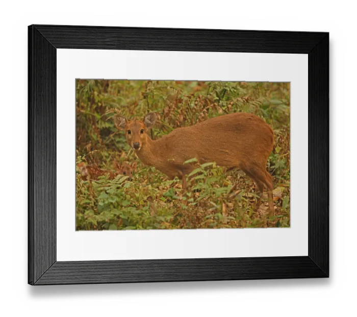 Framed Print : Hyelaphus porcinus porcinus (Axis porcinus porcinus)