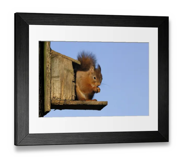 Framed Print : Eurasian red squirrel (Sciurus vulgaris) Framed Print : Eurasian red squirrel (Sciurus vulgaris)