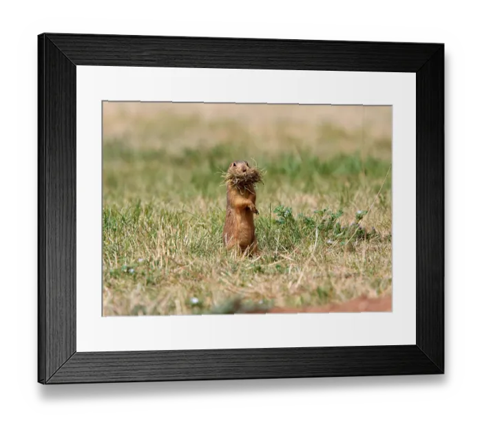Framed Print : Gunnison, Gunnison's prairie dog Framed Print : Gunnison, Gunnison's prairie dog