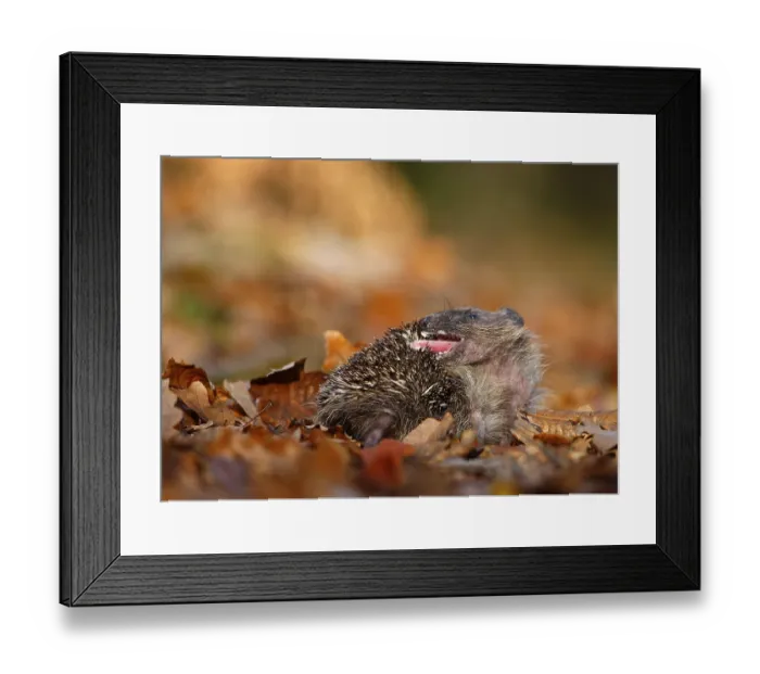 Framed Print : European Hedgehog (Erinaceus europaeus) adult
