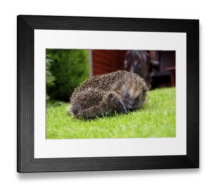 Framed Print : European Hedgehog (Erinaceus europaeus) adult