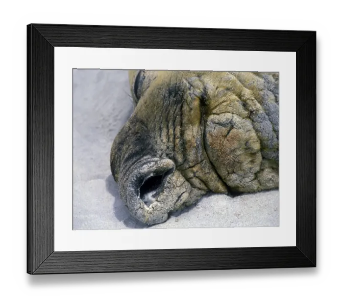 Framed Print : Southern elephant seals (Mirounga leonina)