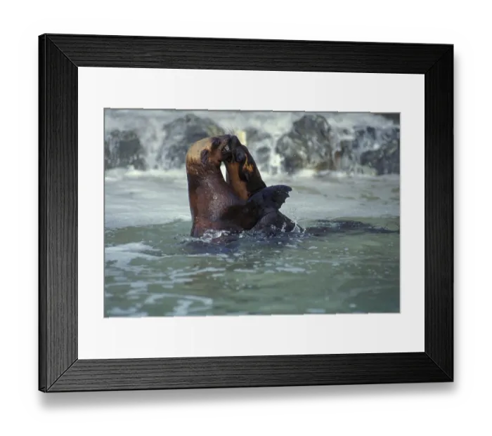 Framed Print : South African fur seal, South African fur seal Framed Print : South African fur seal, South African fur seal