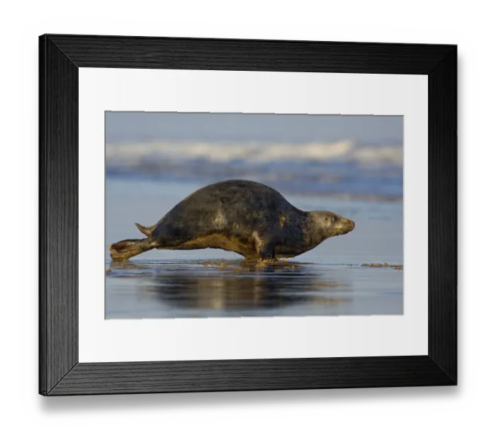 Framed Print : Grey Seal (Halichoerus grypus) adult female
