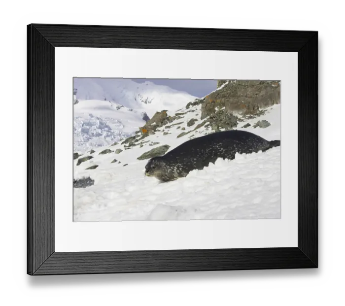 Framed Print : Weddell seal (Leptonychotes weddellii) adult