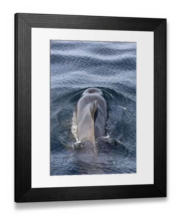 Framed Print : Globicephala seiboldii, Indo-Pacific pilot whale