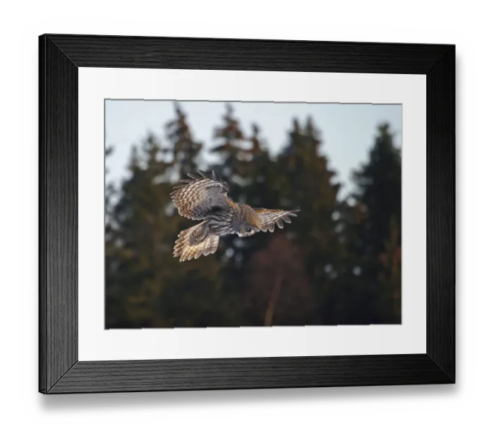 Framed Print : Great Grey Owl (Strix nebulosa) adult Framed Print : Great Grey Owl (Strix nebulosa) adult
