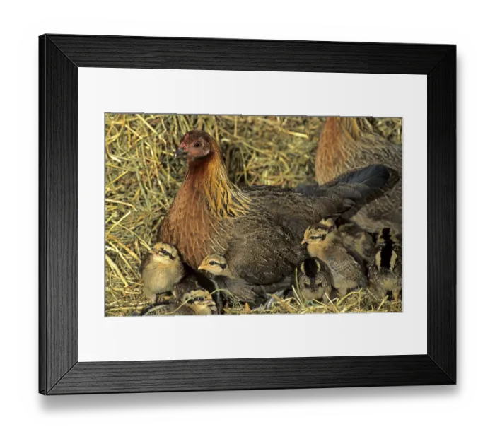 Framed Print : Bankiva chicken, red junglefowl (Gallus gallus) Framed Print : Bankiva chicken, red junglefowl (Gallus gallus)