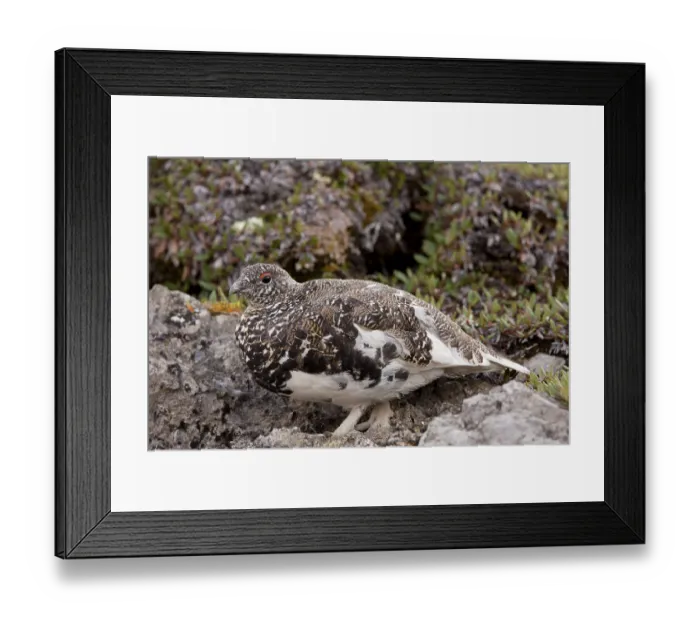 Framed Print : White-tailed Ptarmigan (Lagopus leucurus) adult male Framed Print : White-tailed Ptarmigan (Lagopus leucurus) adult male