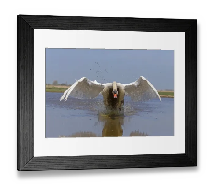 Framed Print : Mute swan (Cygnus olor), adult male