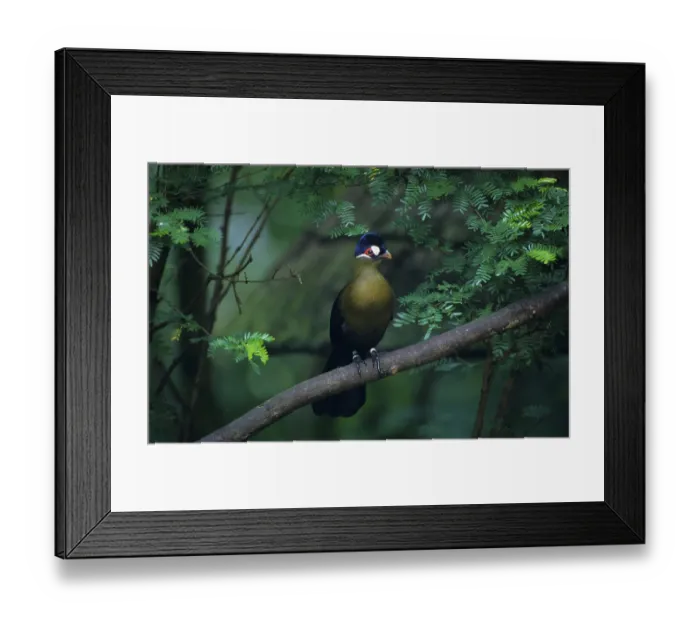 Framed Print : Seidenturaco, hartlaub's turaco (Tauraco hartlaubi) Framed Print : Seidenturaco, hartlaub's turaco (Tauraco hartlaubi)