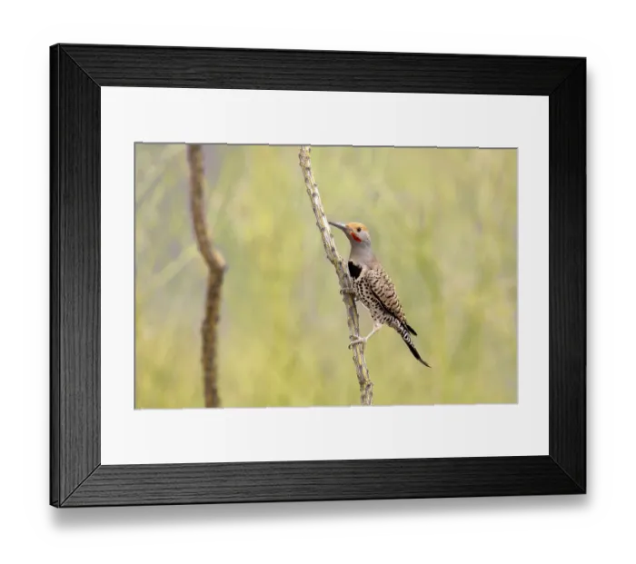 Framed Print : Gilded Flicker (Colaptes chrysoides) adult male