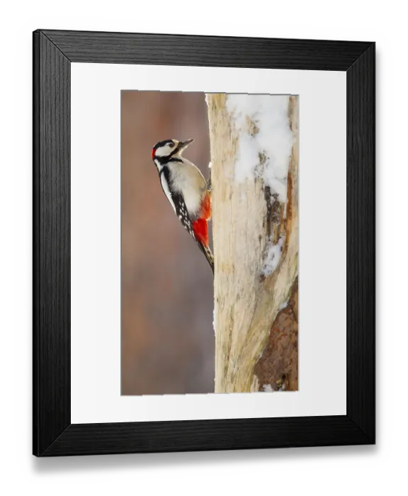 Framed Print : Great spotted woodpecker (Dendrocopos major) Framed Print : Great spotted woodpecker (Dendrocopos major)