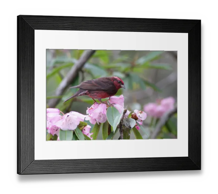 Framed Print : Dark-breasted Rosefinch (Carpodacus nipalensis) adult male