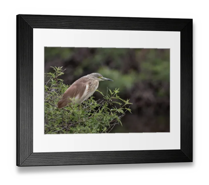 Framed Print : Squacco heron (Ardeola ralloides)