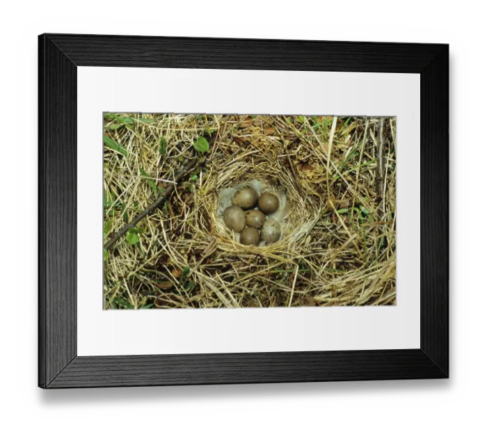 Framed Print : Lapland longspur (Calcarius lapponicus)