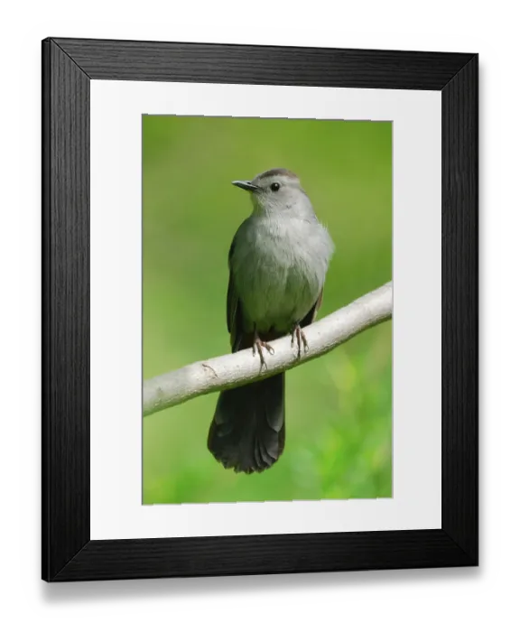 Framed Print : Gray catbird (Dumetella carolinensis)