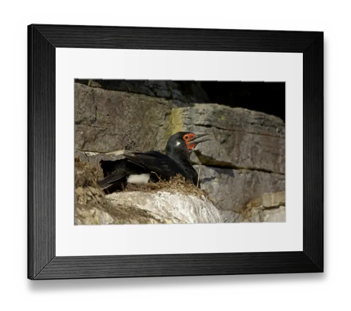 Framed Print : Rock shag (Phalacrocorax magellanicus) Framed Print : Rock shag (Phalacrocorax magellanicus)