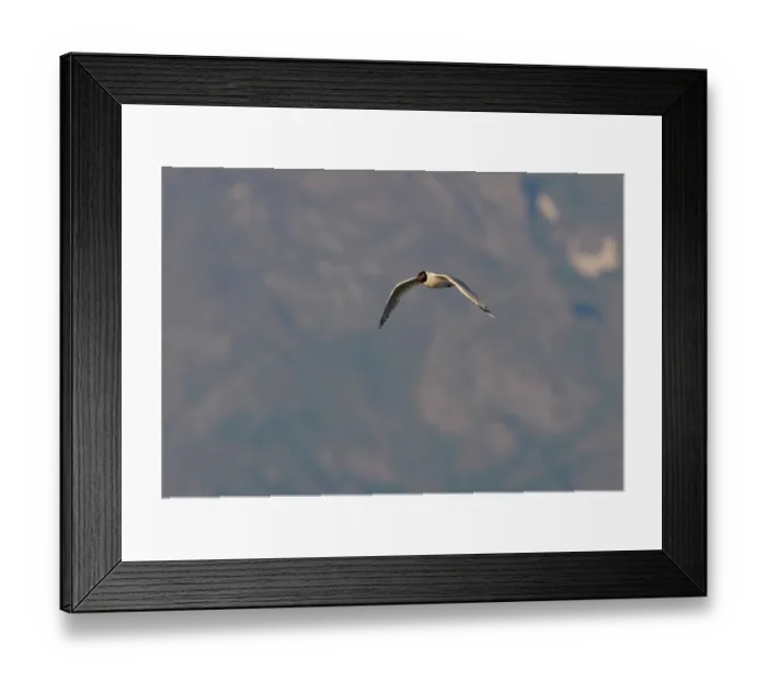 Framed Print : Relict Gull (Ichthyaetus relictus) adult Framed Print : Relict Gull (Ichthyaetus relictus) adult