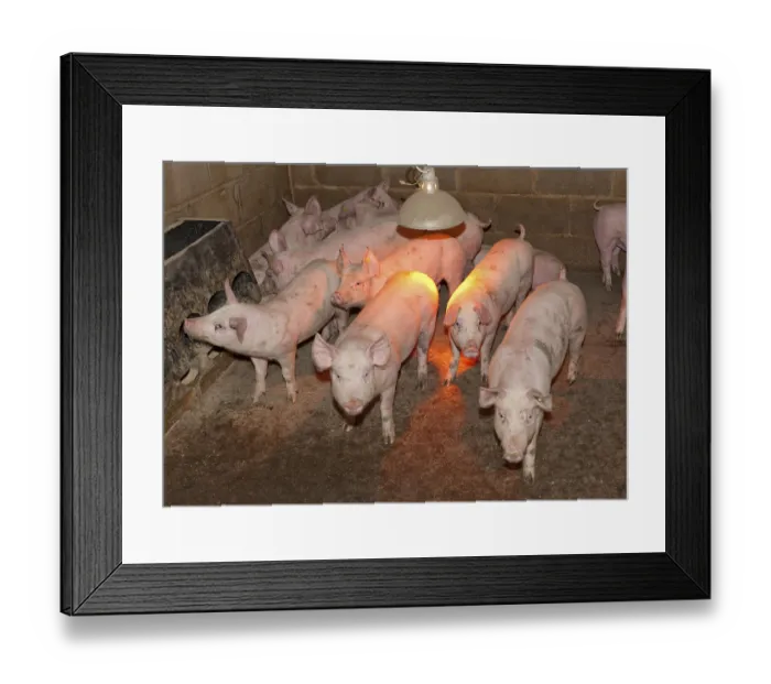 Framed Print : Pig farming, weaner pigs, in pen with heat lamp and feeder