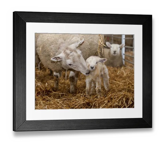 Framed Print : Domestic sheep, Texel cross between ewe and newborn Texel lamb
