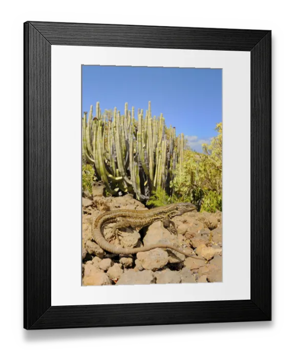 Framed Print : Western canaries lizard (Gallotia galloti)