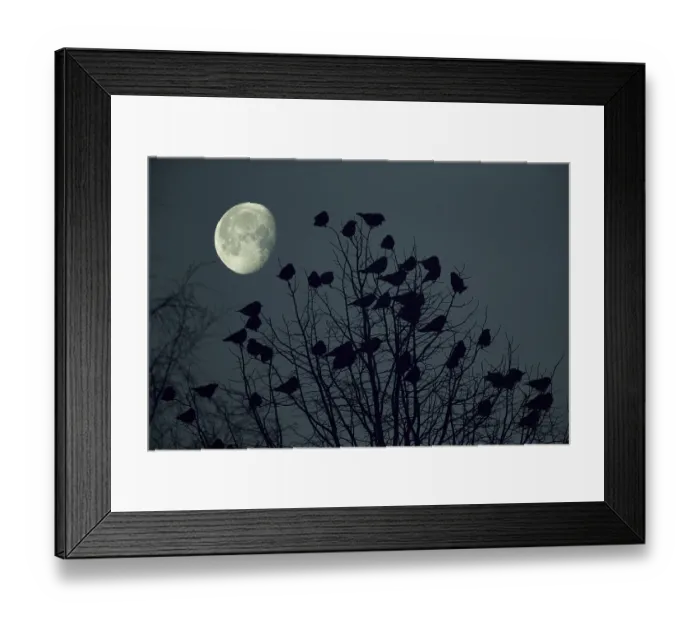 Framed Print : Jackdaw (Corvus monedula) flock