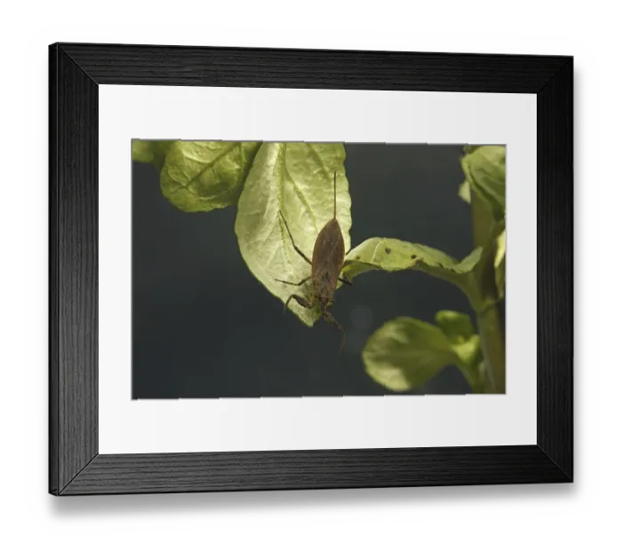 Framed Print : Water Scorpion (Nepa cinerea) adult Framed Print : Water Scorpion (Nepa cinerea) adult