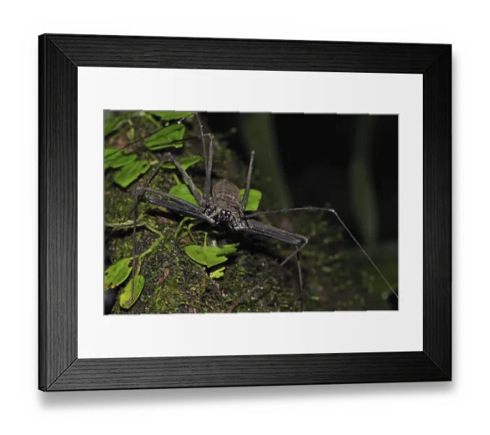 Framed Print : Flagellate spider, Flagellate spiders