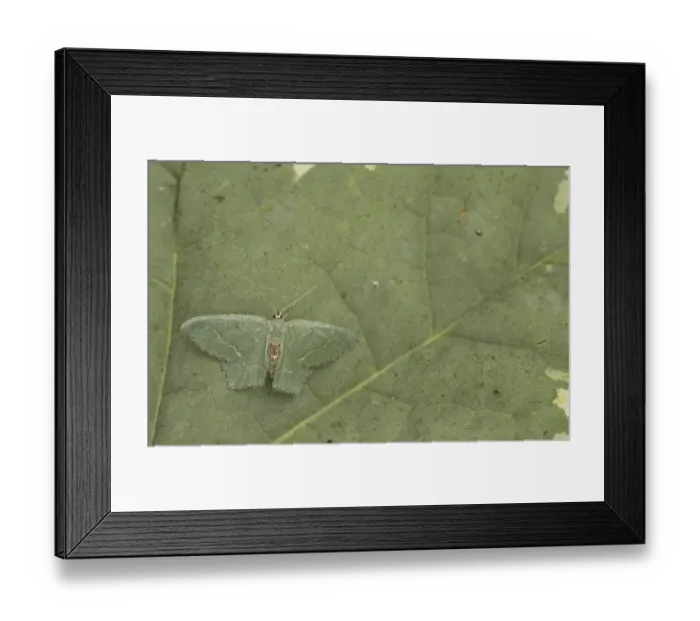 Framed Print : Common emerald (Hemithea aestivaria)
