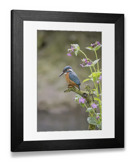 Framed Print : Common Kingfisher (Alcedo atthis) adult male