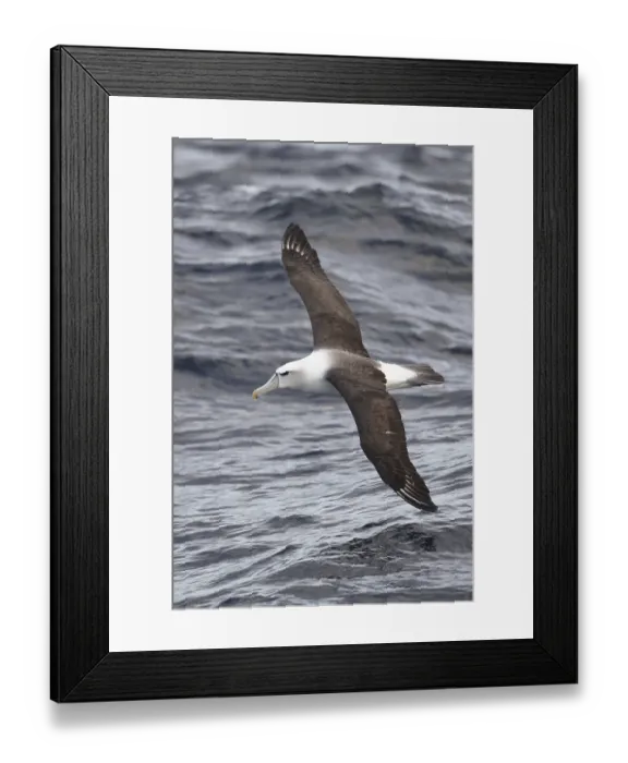 Framed Print : White-headed albatross (Thalassarche steadi) Framed Print : White-headed albatross (Thalassarche steadi)