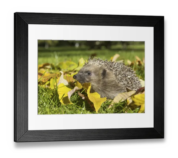 Framed Print : European Hedgehog (Erinaceus europaeus) adult Framed Print : European Hedgehog (Erinaceus europaeus) adult