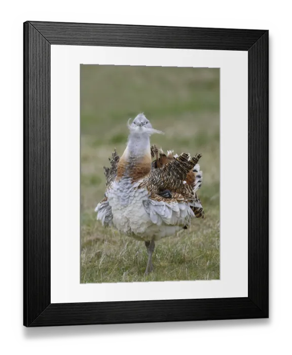 Framed Print : Great bustard (Otis tarda), adult male