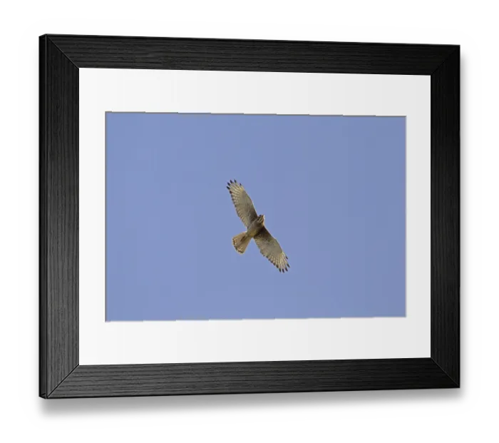 Framed Print : White-eyed buzzard (Butastur teesa) adult