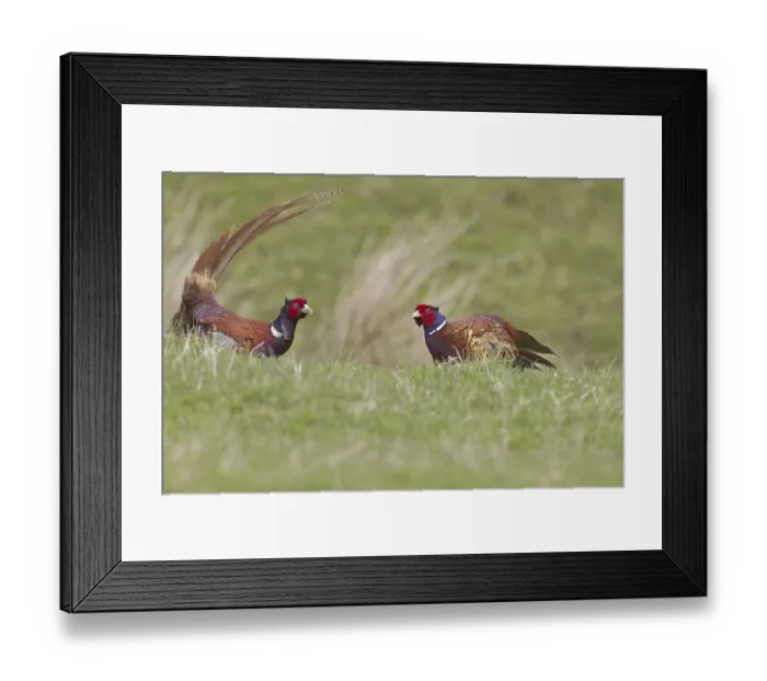 Framed Print : Common pheasant (Phasianus colchicus) two adult males facing each other in the field