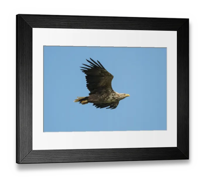 Framed Print : White-tailed Eagle or Sea Eagle (Haliaeetus albicilla) soaring Framed Print : White-tailed Eagle or Sea Eagle (Haliaeetus albicilla) soaring