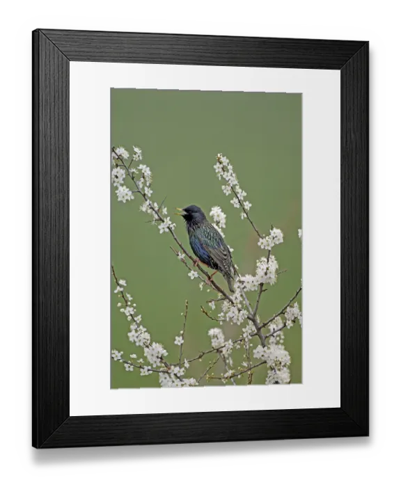 Framed Print : Starling Sturnus vulgaris