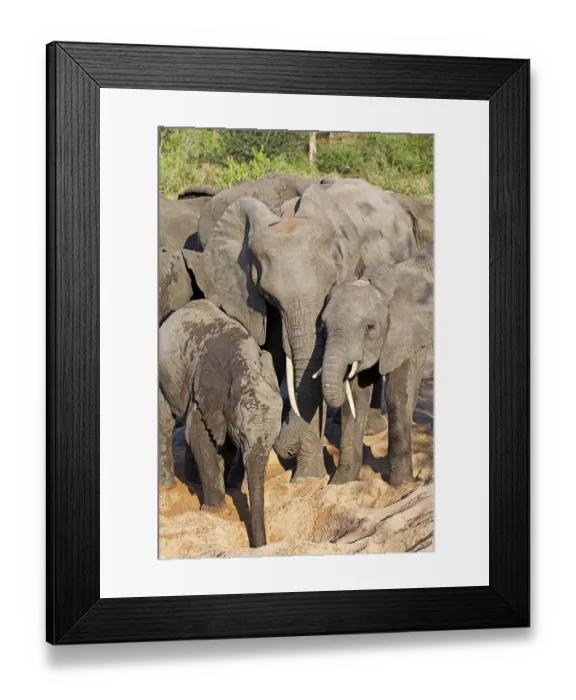 Framed Print : Elephants in the riverbed, Kruger National Park, S Framed Print : Elephants in the riverbed, Kruger National Park, S