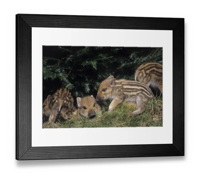 Framed Print : Frischlinge erkunden die Umgebung (Wildschwein) (Wild Boar)