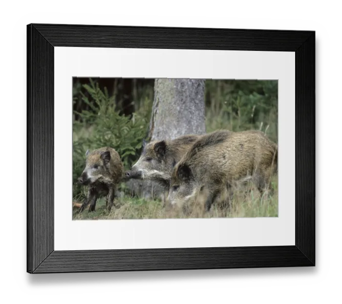 Framed Print : Wild boar (Sus scrofa) Framed Print : Wild boar (Sus scrofa)