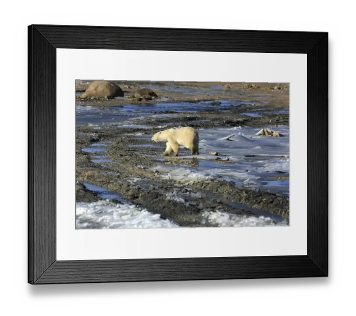 Framed Print : A polar bear on the ice of Hudson bay