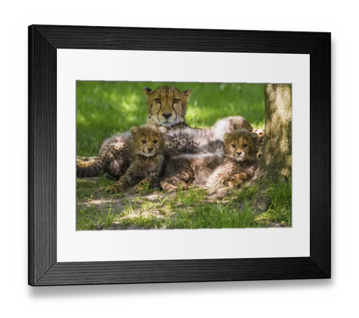 Framed Print : Cheetahs (Acinonyx jubatus), cheetah cubs Framed Print : Cheetahs (Acinonyx jubatus), cheetah cubs