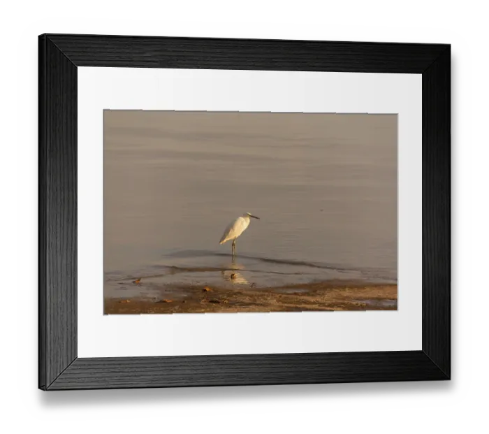 Framed Print : Heron Framed Print : Heron