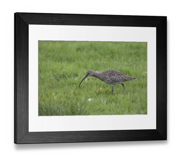 Framed Print : Eurasian curlew, Numenius arquata, Eurasian curlew Framed Print : Eurasian curlew, Numenius arquata, Eurasian curlew