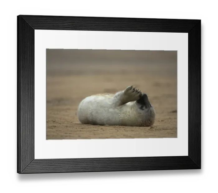 Framed Print : Grey Seal (Halichoerus grypus) Framed Print : Grey Seal (Halichoerus grypus)