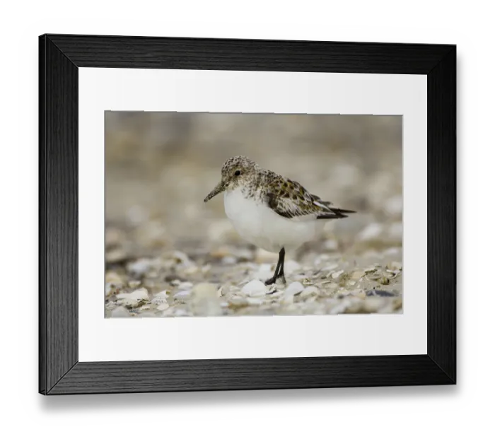 Framed Print : Sanderling (Calidris alba) Framed Print : Sanderling (Calidris alba)