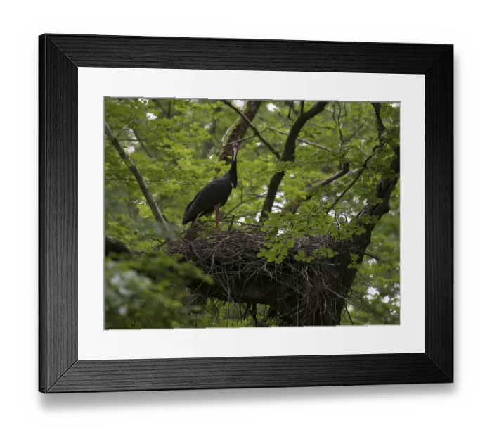Framed Print : Black Stork (Ciconia nigra)